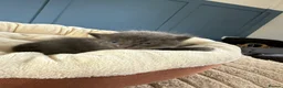 Mixed Breed cats for sale: Rag doll mix kittens bsh mixed kittens  - Advert 4