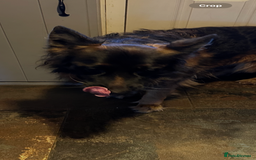 German Shepherd dogs for sale: Lovely Soft Natured Girl - Advert 4