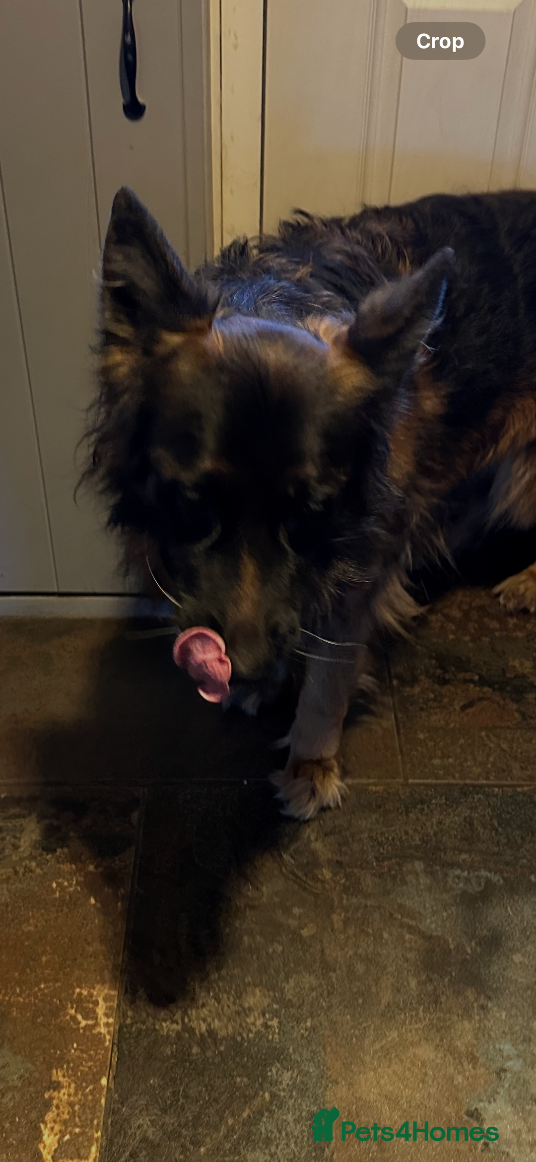 German Shepherd dogs for sale: Lovely Soft Natured Girl - Advert 4