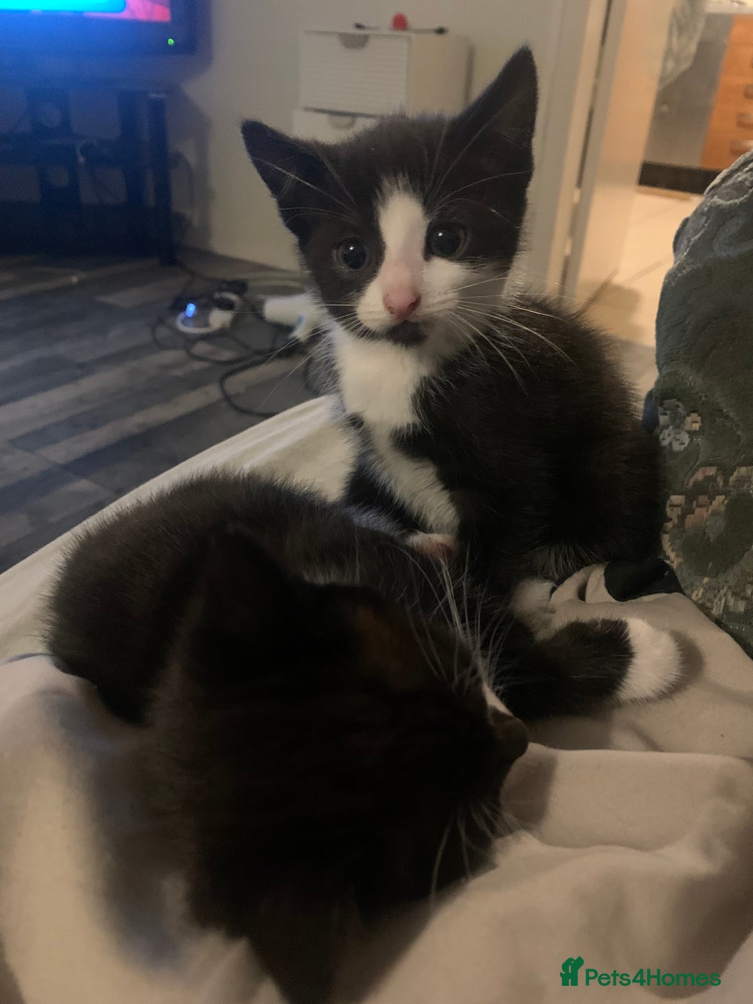 Domestic Shorthair cats for sale: 2 girls one boy!  - Image 8