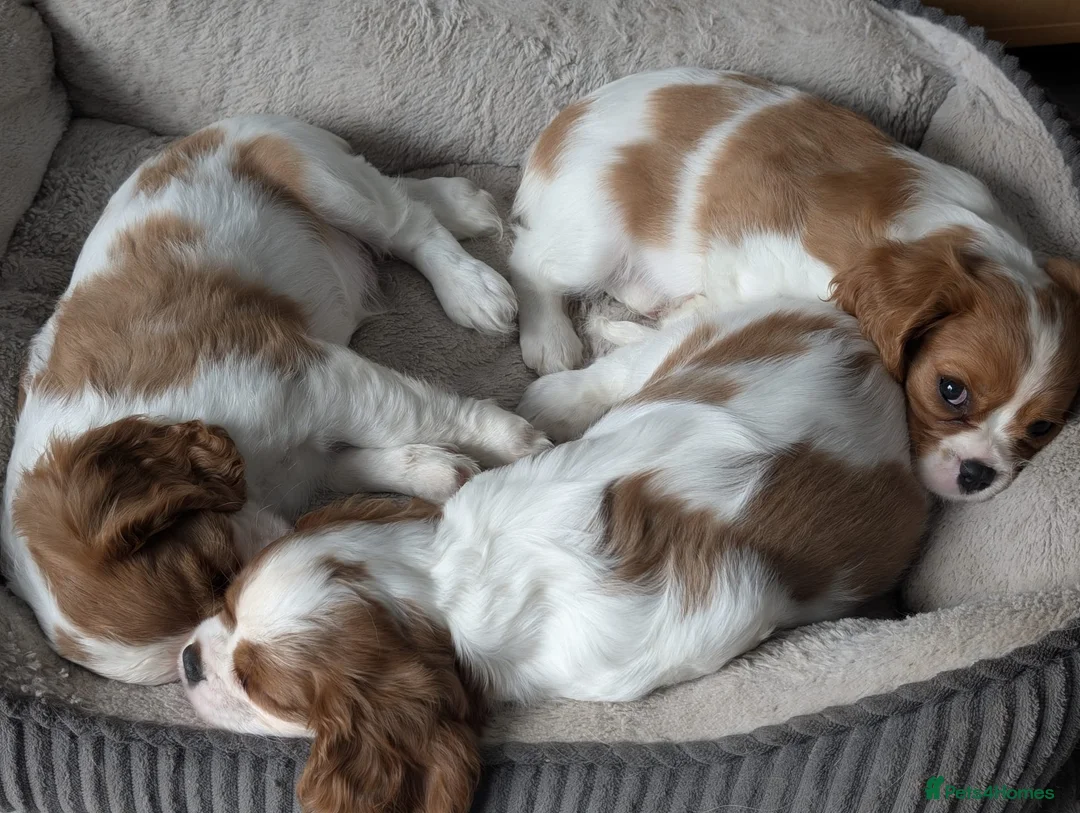 Cavalier King Charles Spaniel dogs for stud:  HEALTH TESTED kc cavalier king charles for stud  in Bedford - Advert 22
