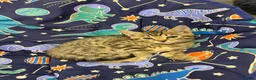 Bengal cats for sale: Beautiful Bengal x kittens  - Advert 34
