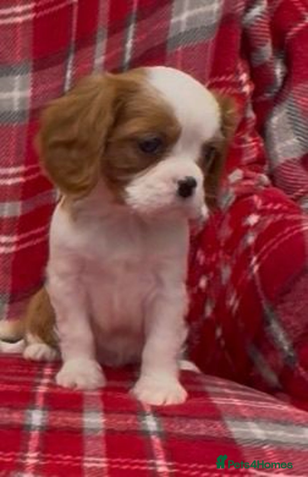 Cavalier King Charles Spaniel dogs for sale: 🌟 1st vaccine, vet checked & microchipped 🌟 - Advert 4