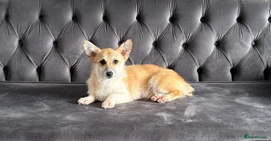 Welsh Corgi Pembroke dogs - Advert 14