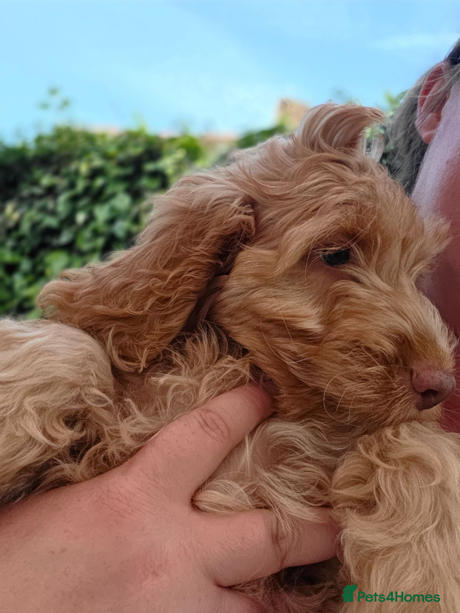 Cockapoo dogs COCKAPOO PUPPIES WITH 1ST & 2ND VACS! - Advert 1
