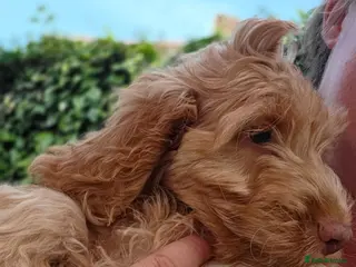 Cockapoo dogs COCKAPOO PUPPIES WITH 1ST & 2ND VACS! - Advert 1