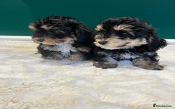 Maltipoo dogs for sale: 💙 LAST MALTIPOO BOY-READY TO LEAVE  💙 in Lincoln - Image 5