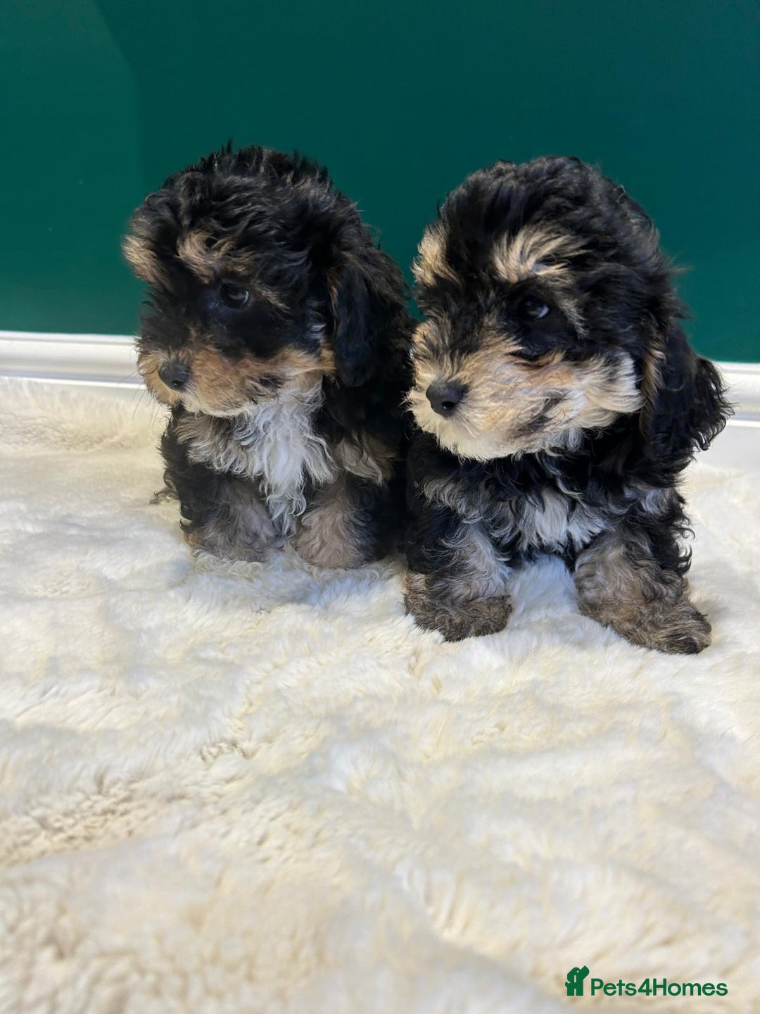 Maltipoo dogs for sale: 💙 LAST MALTIPOO BOY-READY TO LEAVE  💙 in Lincoln - Image 5