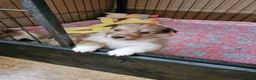 Shetland Sheepdog dogs for sale: Sable/White sheltie male puppies - Advert 3