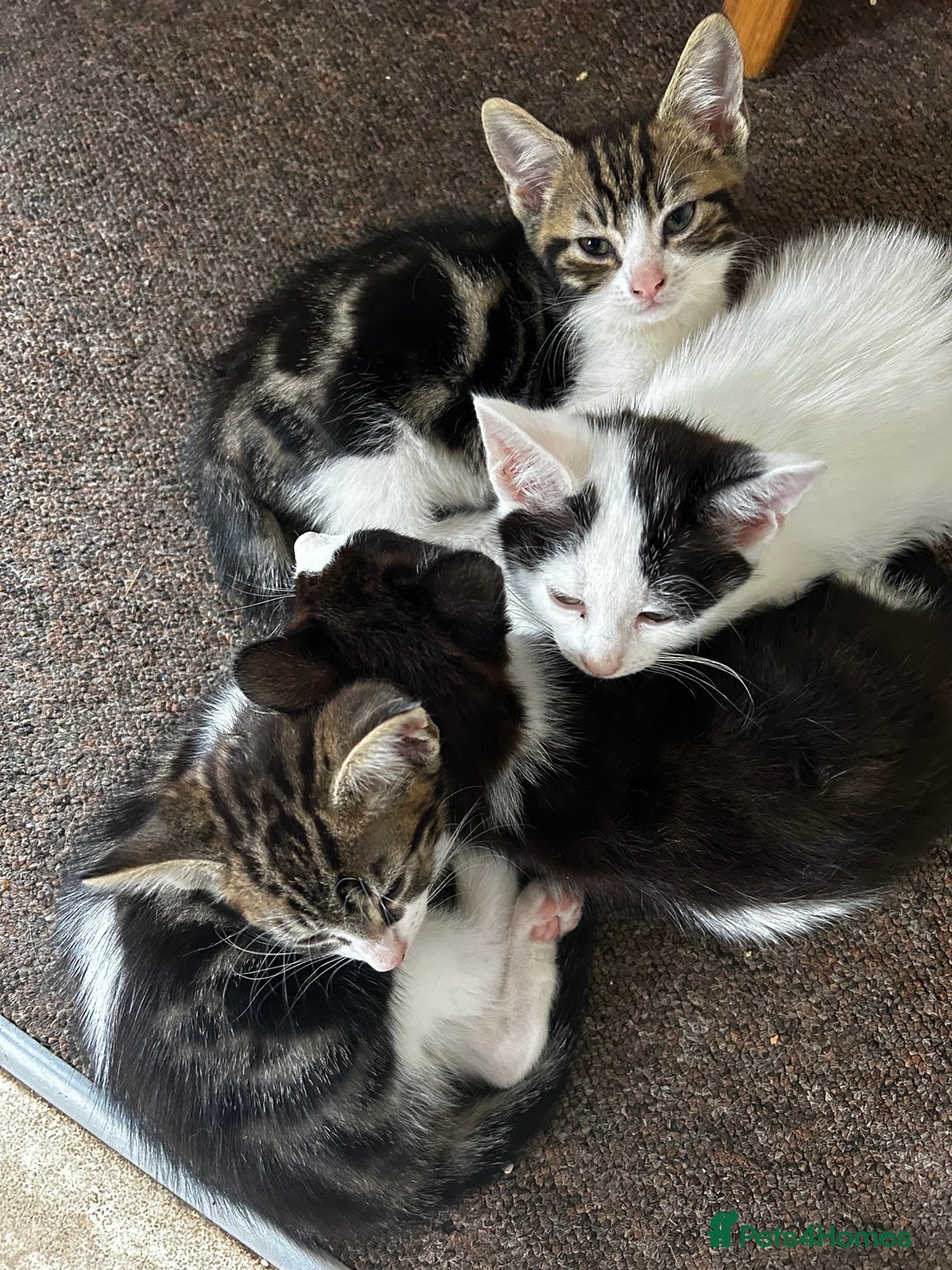 Domestic Shorthair cats for sale: 10 week old kittens - Image 5