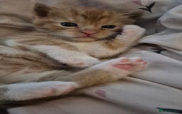 Mixed Breed cats for sale: Beautiful kittens  - Image 7