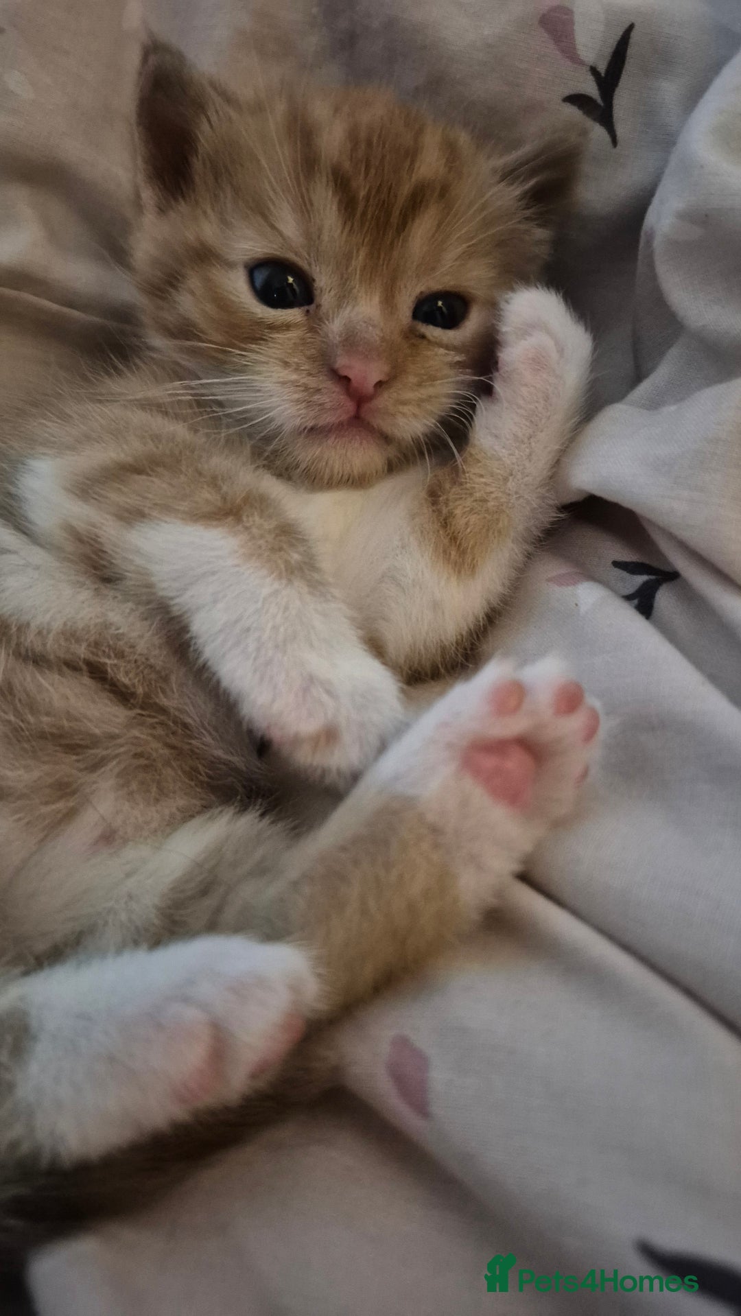 Mixed Breed cats for sale: Beautiful kittens  - Image 7
