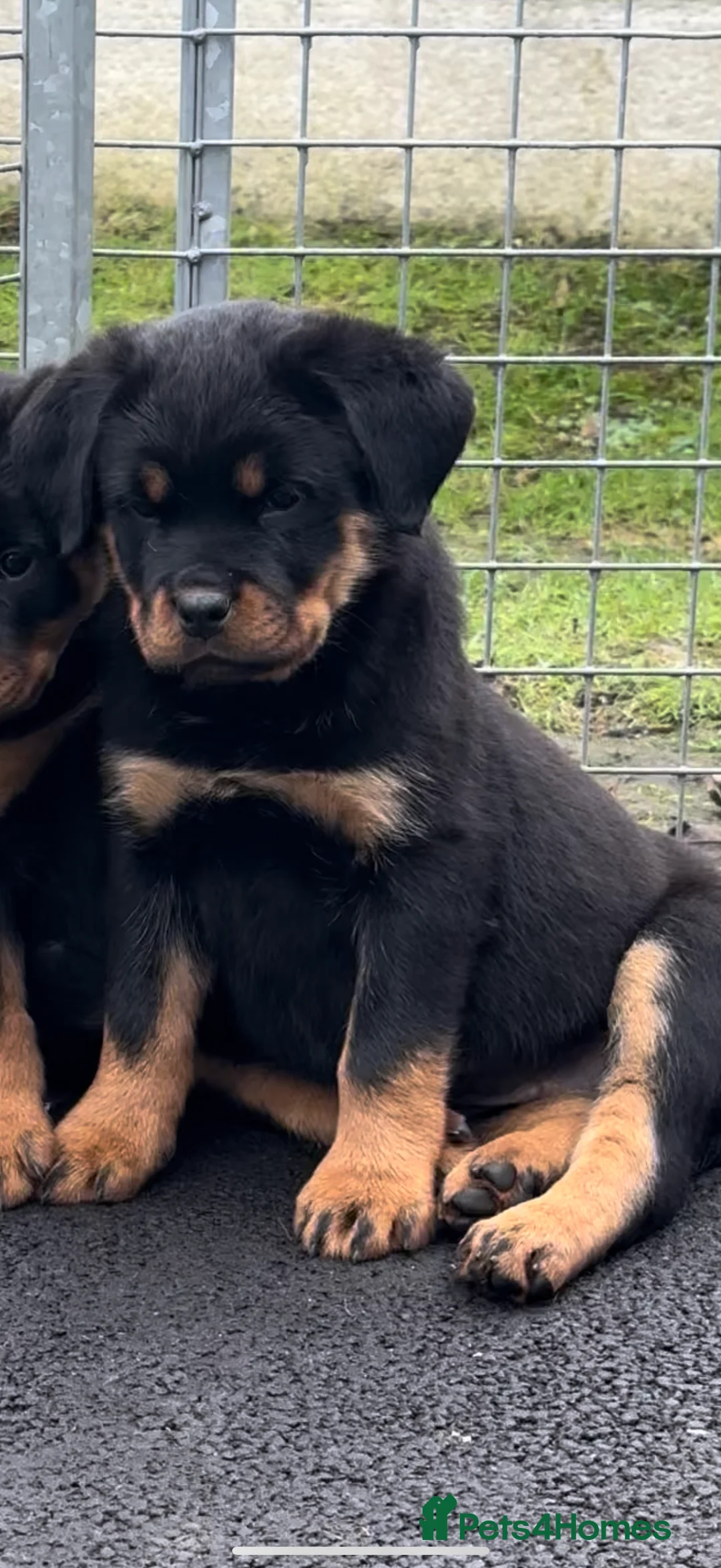 Rottweiler dogs for sale: Best of the best Rottweilers ready next week 🔥🏡 - Advert 2