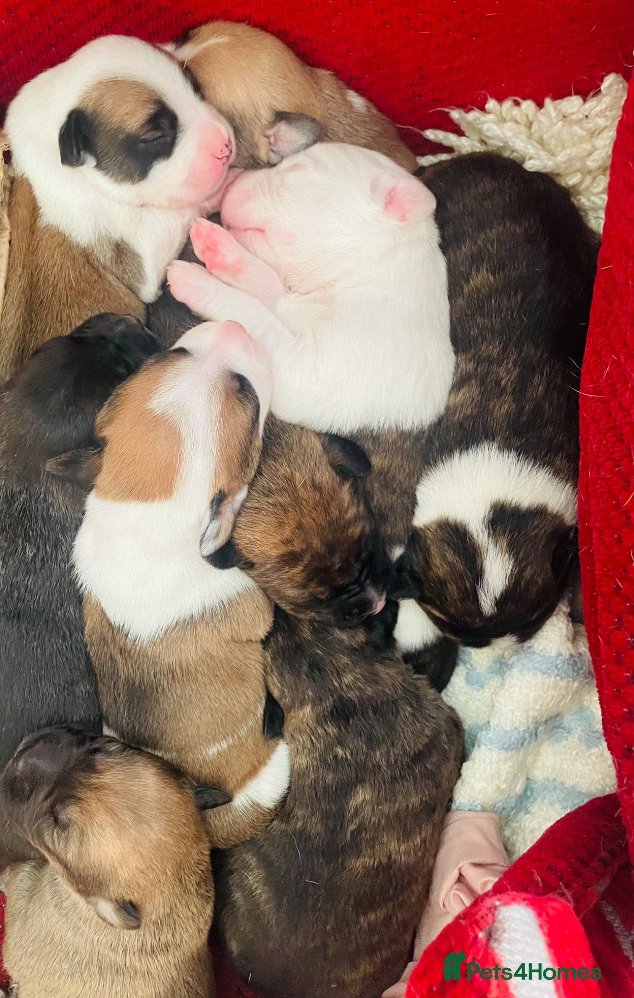 Mixed Breed dogs 8 puppies, ready now! 4💙 4💗 - Advert 19