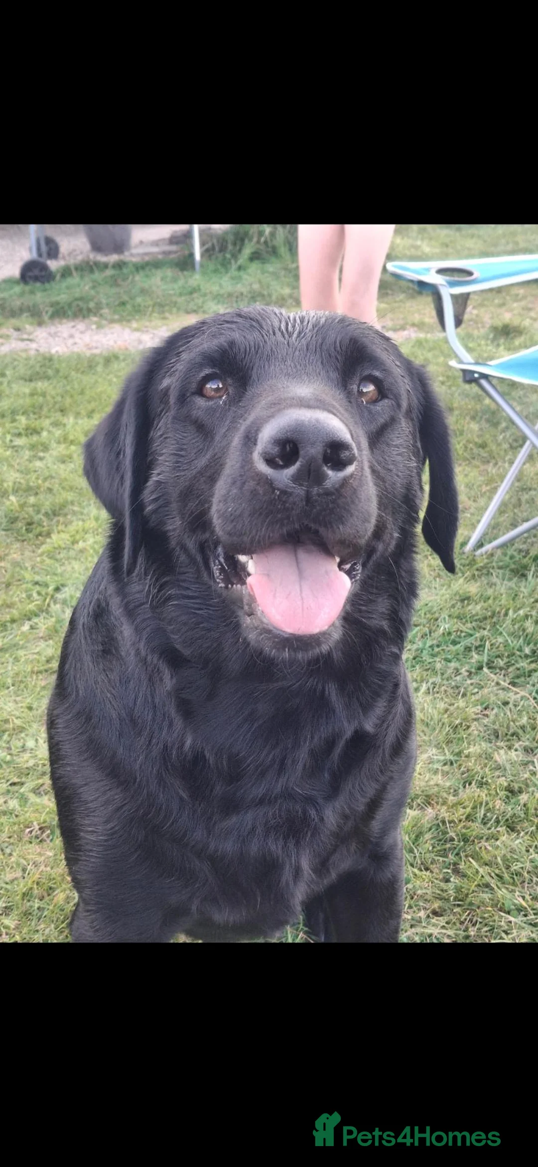 Labrador Retriever dogs for stud: Labrador Retriever for stud in Peterhead - Advert 2