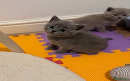 British Shorthair cats for sale: 🍩chocolate , lilac, blue , black GCCF , ready Jan - Advert 4