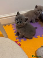 British Shorthair cats - Advert 11