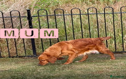 Golden Retriever dogs for sale: KC Dark Red Golden Retrievers 🧬 Clear Parents  - Image 10