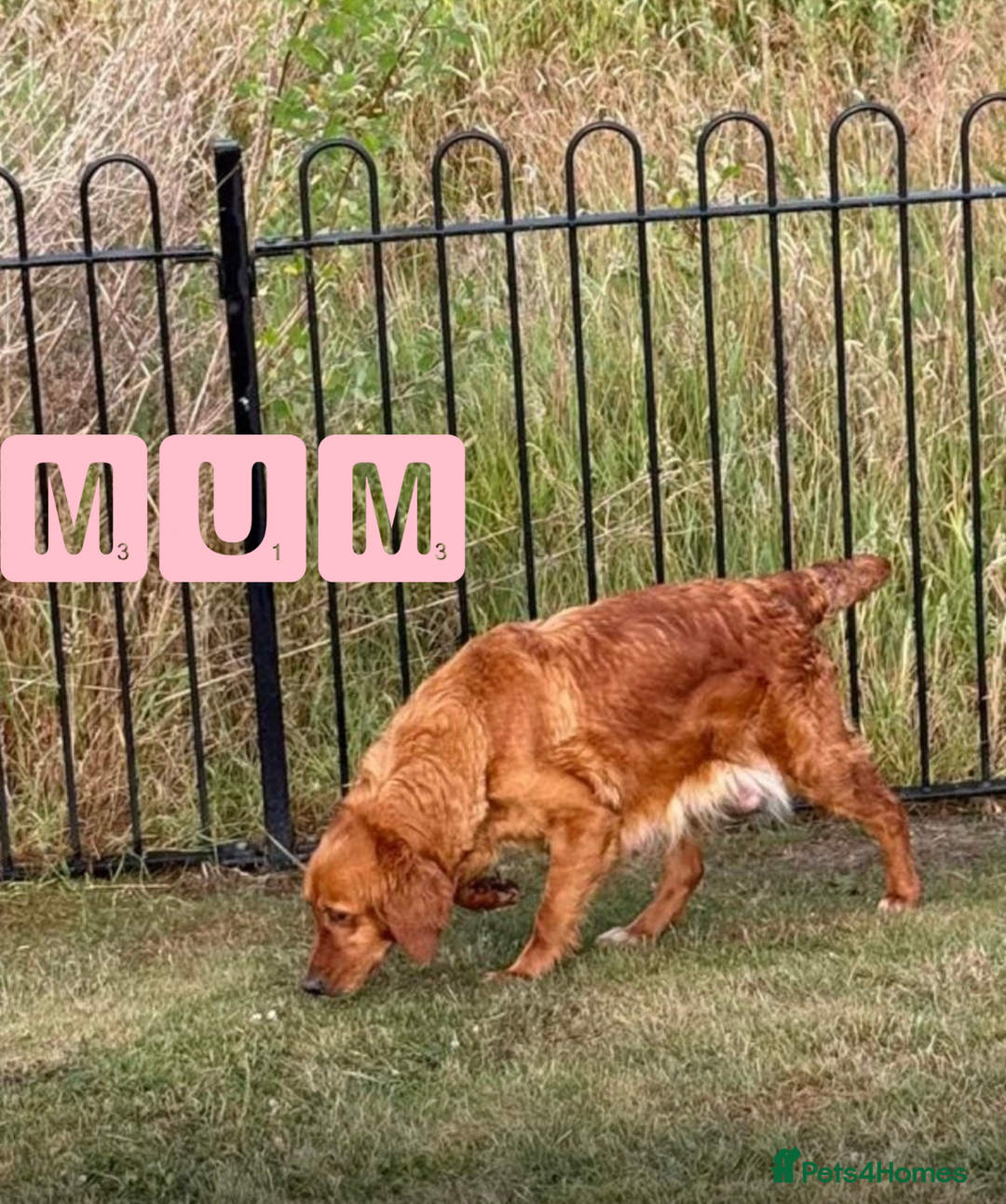 Golden Retriever dogs for sale: KC Dark Red Golden Retrievers 🧬 Clear Parents  - Image 10