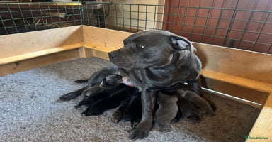 Staffordshire Bull Terrier dogs - Advert 3