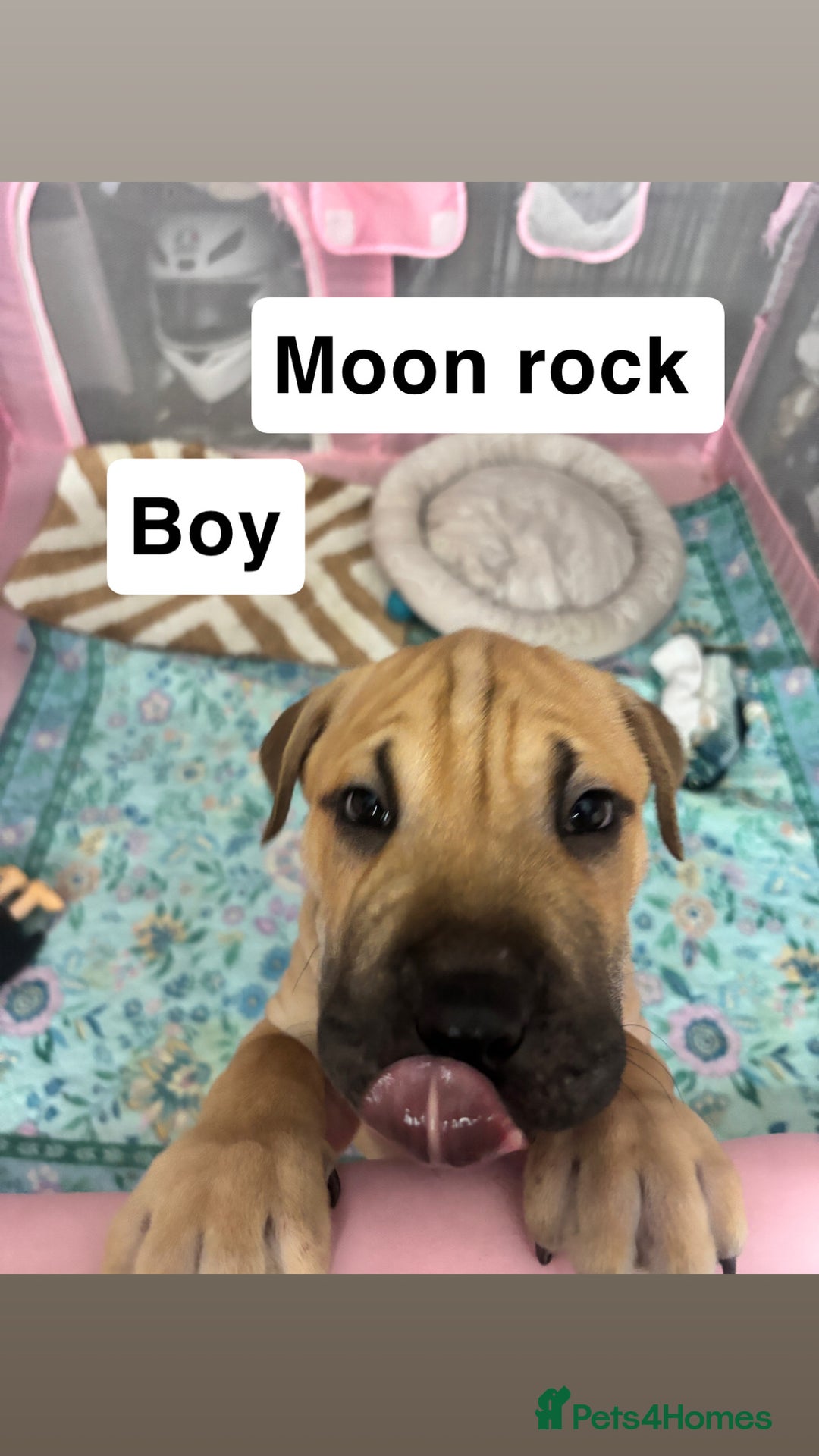 Mixed Breed dogs for sale: 4/9 left! - Advert 1