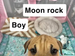 Mixed Breed dogs 4/9 left! - Advert 14