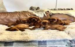Cavalier King Charles Spaniel dogs for sale: stunning litter of KC registered Ruby Cavaliers - Image 4