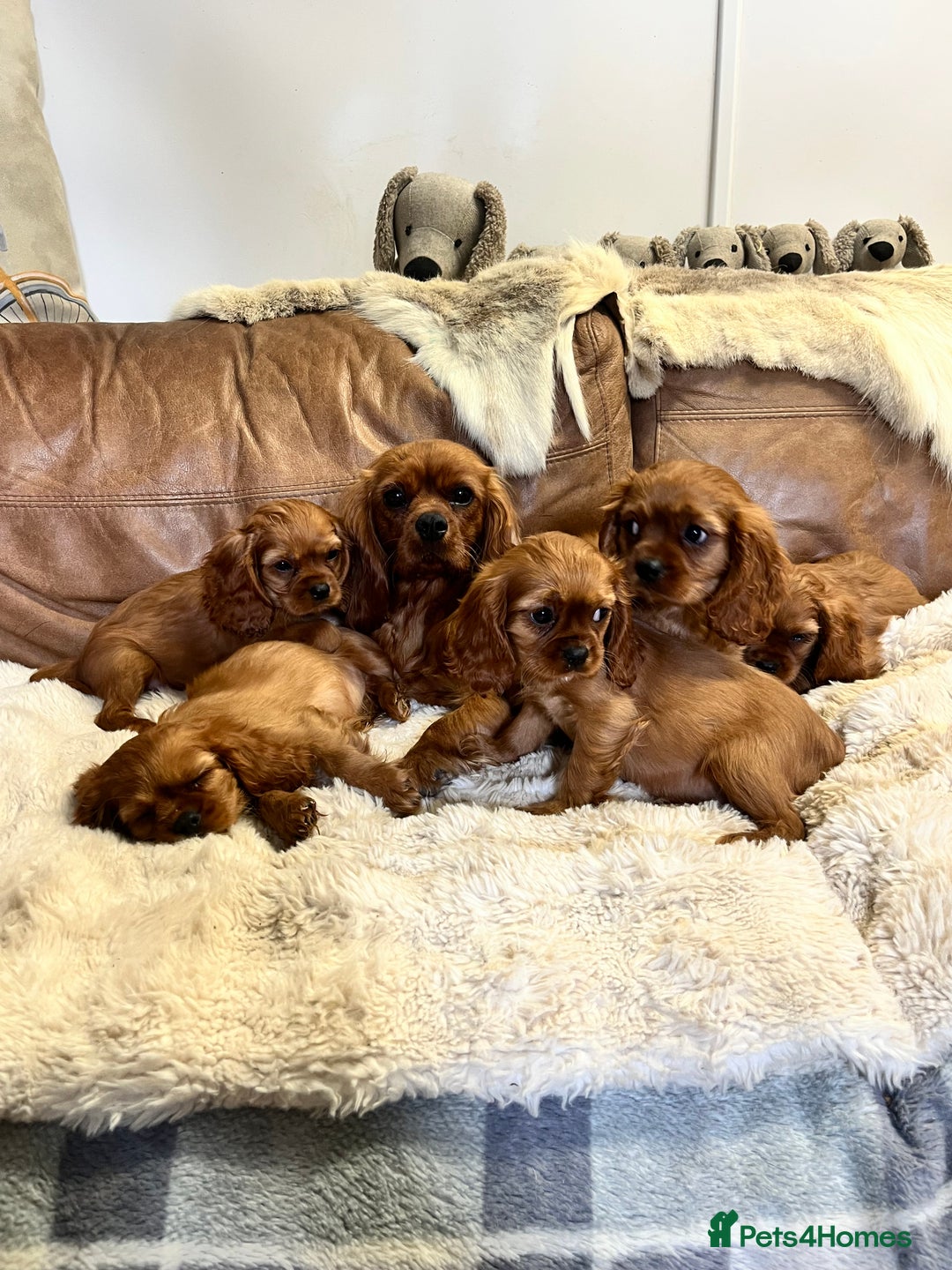 Cavalier King Charles Spaniel dogs for sale: stunning litter of KC registered Ruby Cavaliers - Image 4