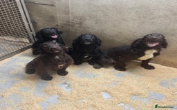 Sprocker dogs for sale: **Beautiful Sprocker Spaniel puppies ** - Image 2