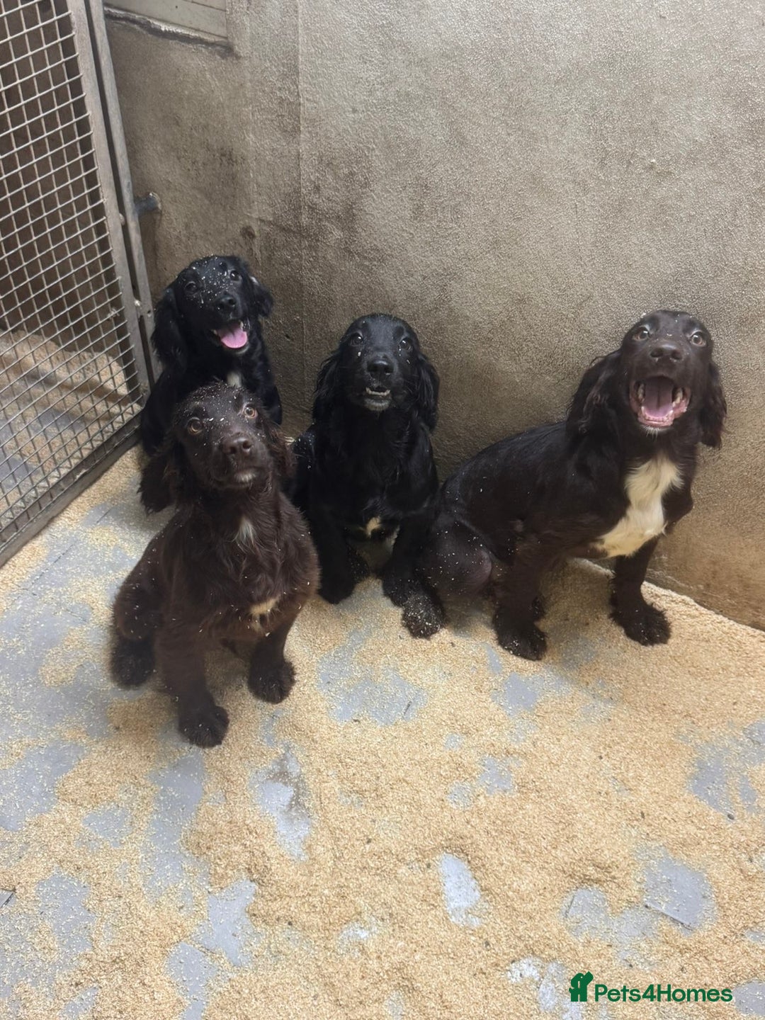 Sprocker dogs for sale: **Beautiful Sprocker Spaniel puppies ** - Image 2