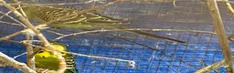 Budgerigars birds for sale: Baby budgies  - Advert 6