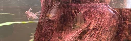 Other/Mixed Breed fish for sale: L260 Pleco Apistogramma Macmasteri Peppered Cory  - Advert 6