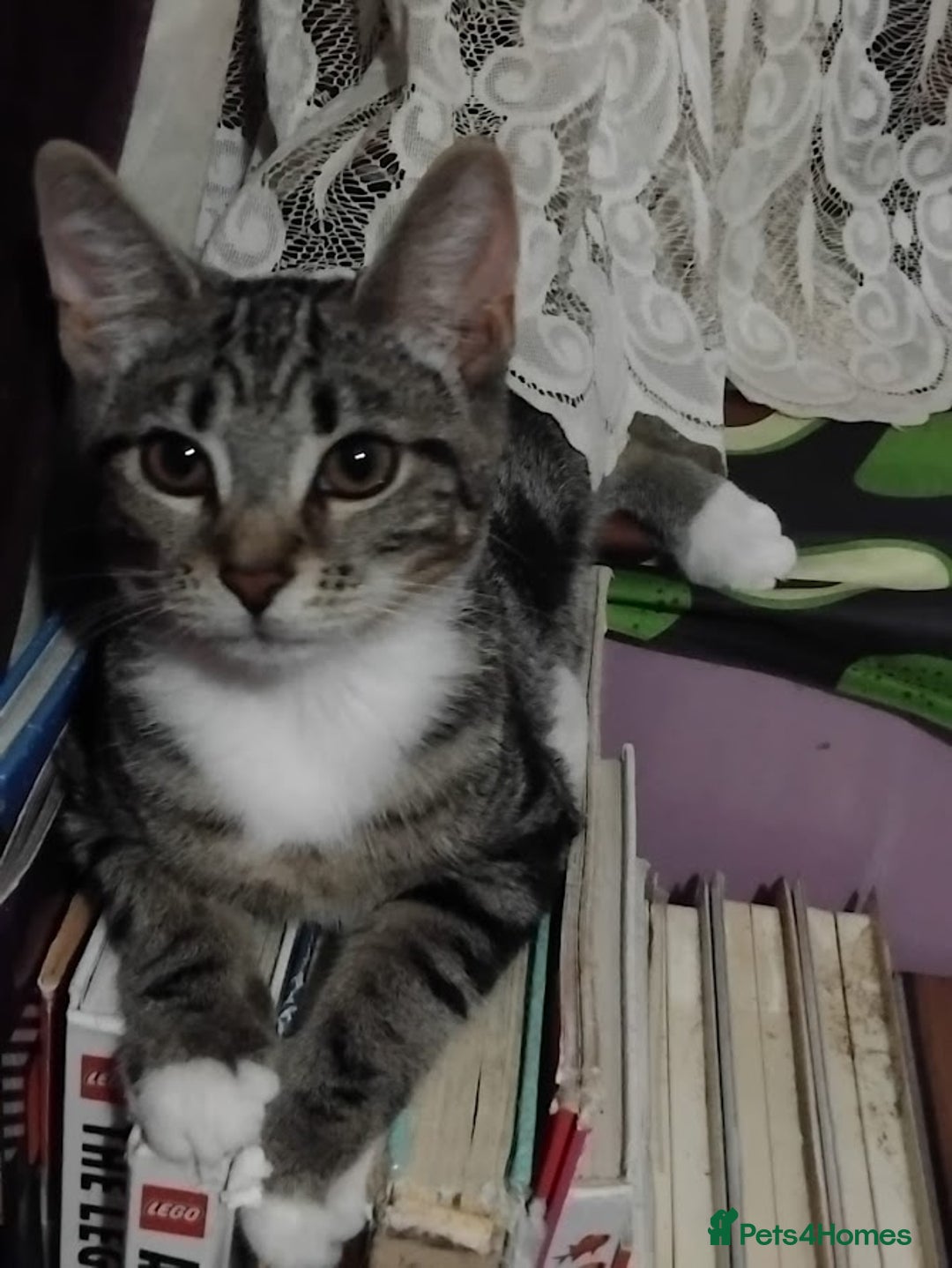 Mixed Breed cats for sale: Older Kittens for sale - Image 3