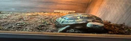 Hermann Tortoise reptiles for sale: 6FT Vivarium on legs with Hermanns Tortoise in Derby - Advert 2