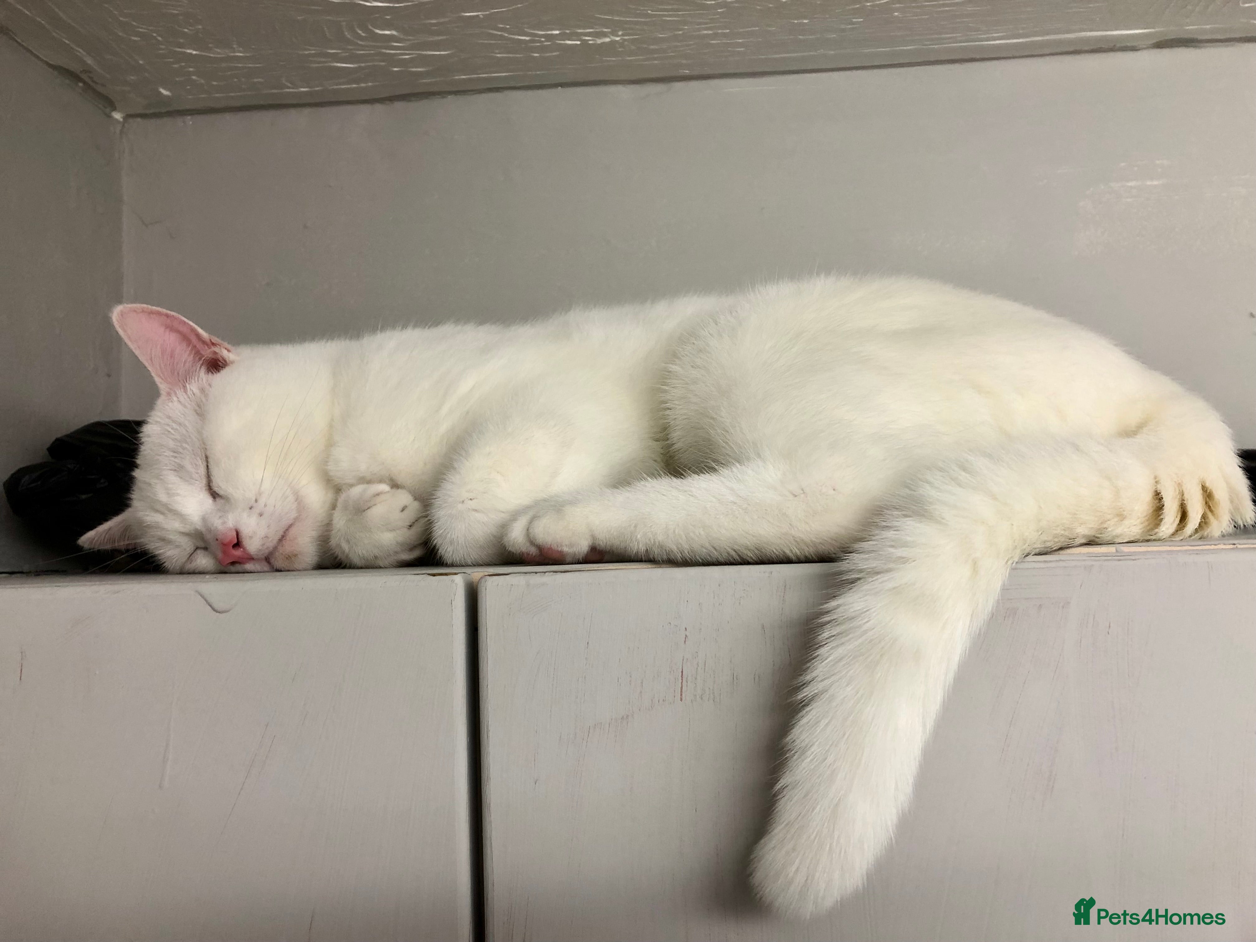 Khao Manee cats Beautiful male for sale under a year old  - Advert 1