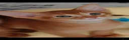 Abyssinian cats for sale: Abyssinian kittens for sale - Advert 11