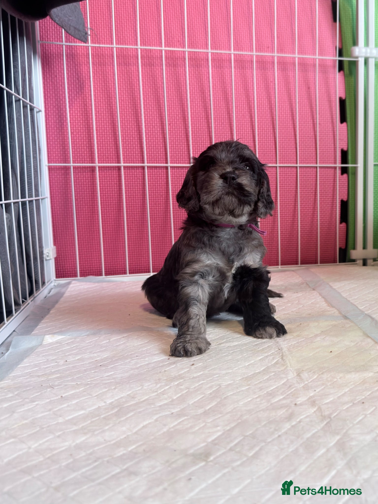 Cockapoo dogs for sale: F1b cockerpoo puppies  in Hitchin - Advert 2