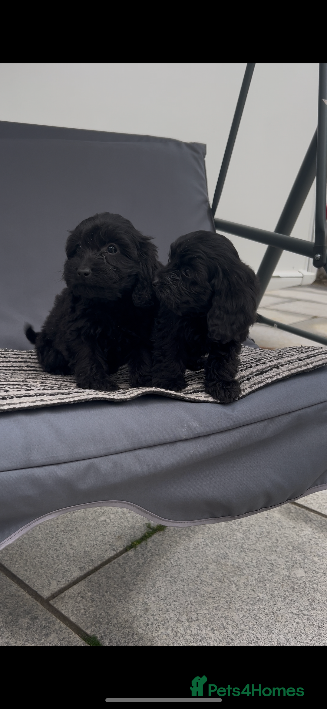 Cockapoo dogs for sale: Cockapoo Puppies  - Image 4