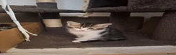 Mixed Breed cats for sale: Cute black white ginger stripe mix kittens - Advert 12