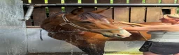 Irish Sports horses for sale: Lily - easy summer project with lots to offer  - Advert 3