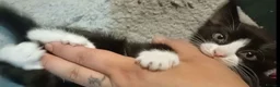 Mixed Breed cats for sale: Kitten 9 week old nice boy  in West Bromwich - Advert 6