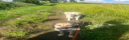 Mixed Breed dogs for adoption: Lovely Lara 🩷 in Oxford - Advert 6