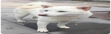 Japanese Shiba Inu 1