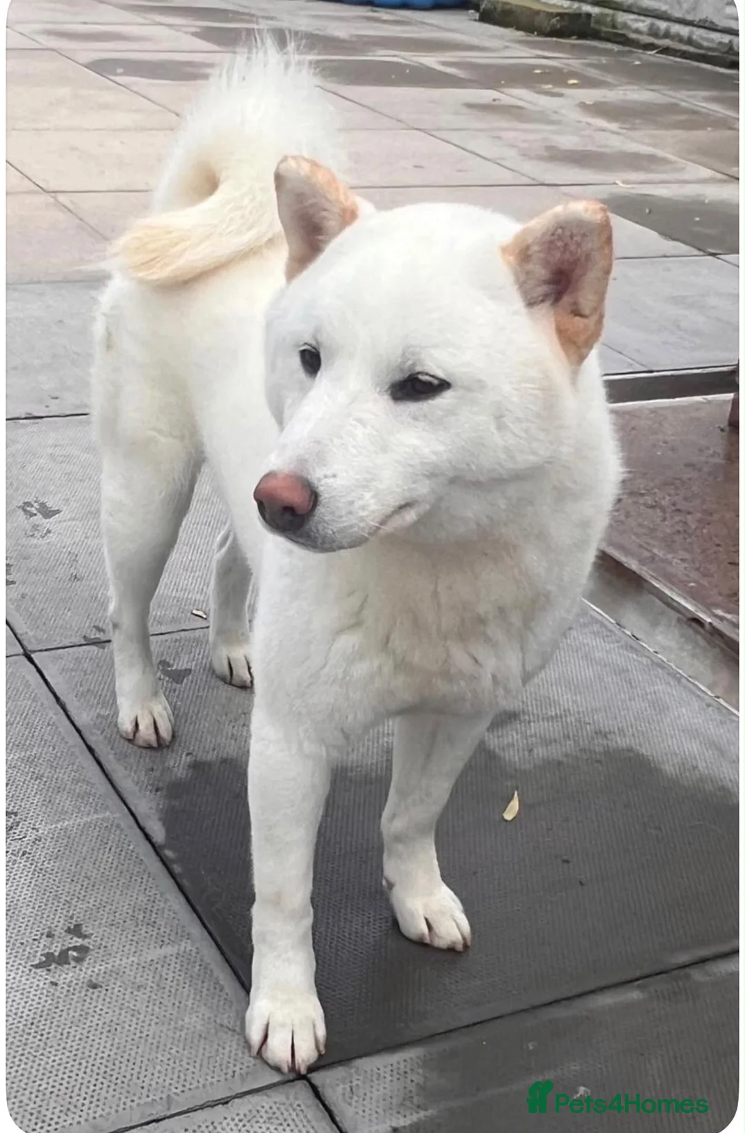 Japanese Shiba Inu dogs for sale: White Japanese Shiba Inu Boy - Advert 2