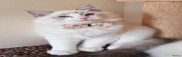Ragdoll cats for sale: GCCF REGISTERED BEAUTIFUL RAGDOLLS KITTENS  - Advert 7