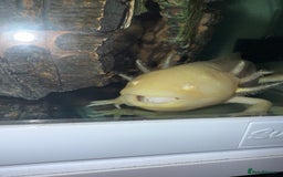 Axolotl reptiles for sale: Golden Axolotl with tank and stand unit - Image 1