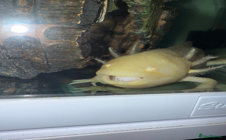 Axolotl reptiles - Advert 2