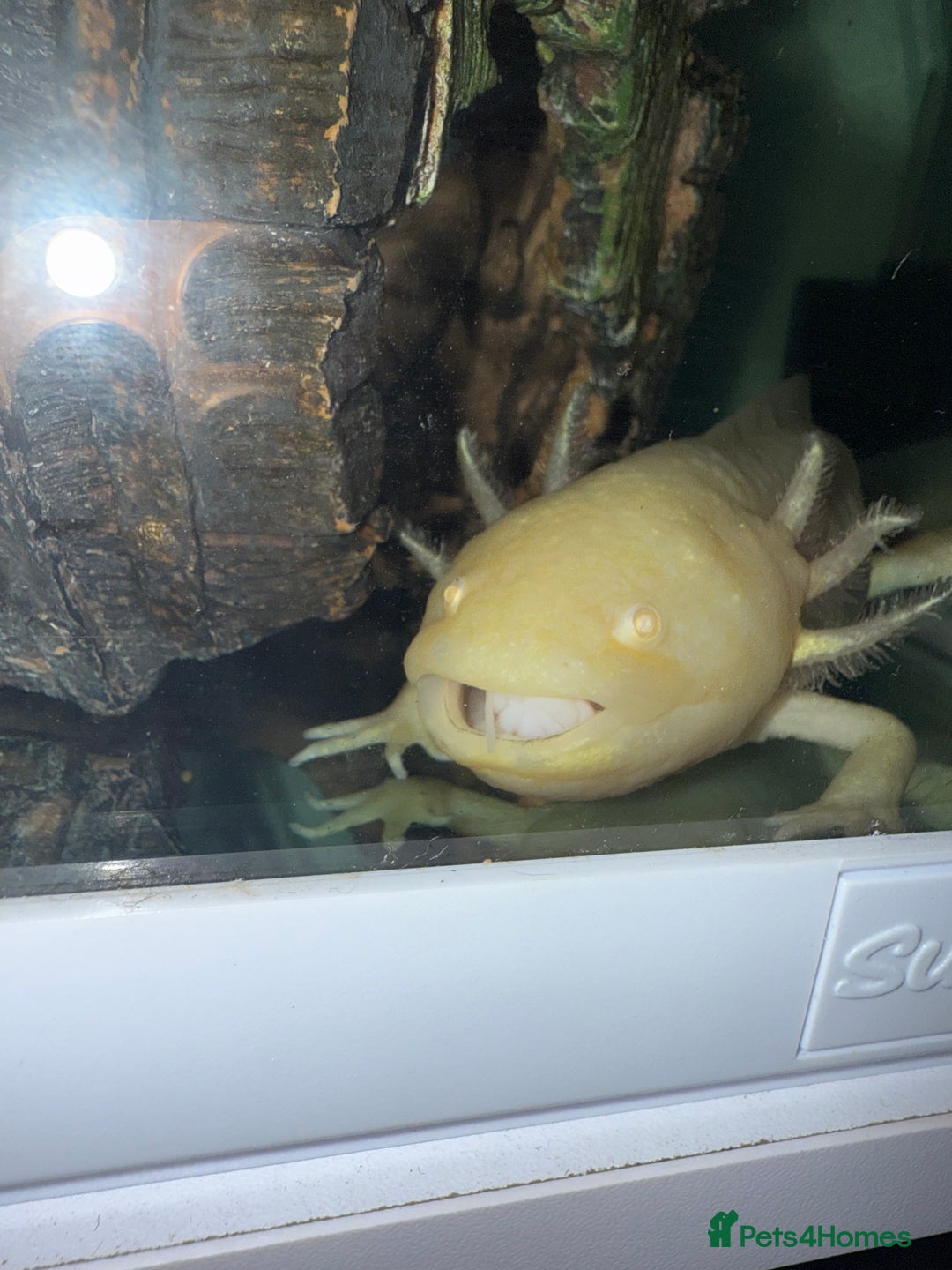 Axolotl reptiles for sale: Golden Axolotl with tank and stand unit - Image 1