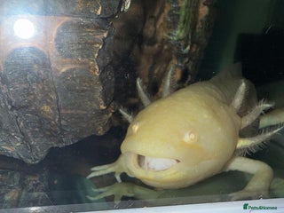 Axolotl reptiles - Advert 28