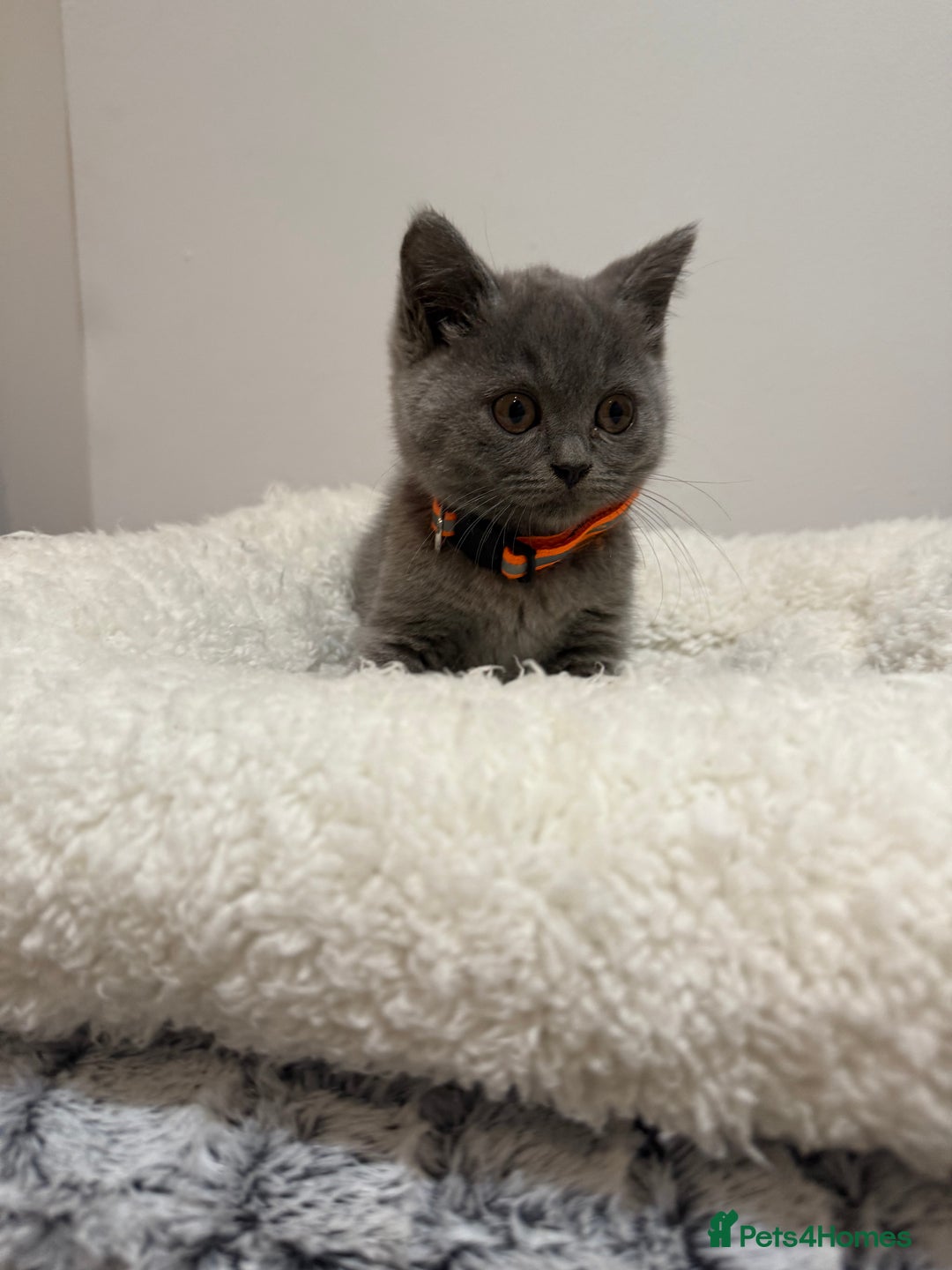 British Longhair cats for sale: Beautiful blues - Image 22